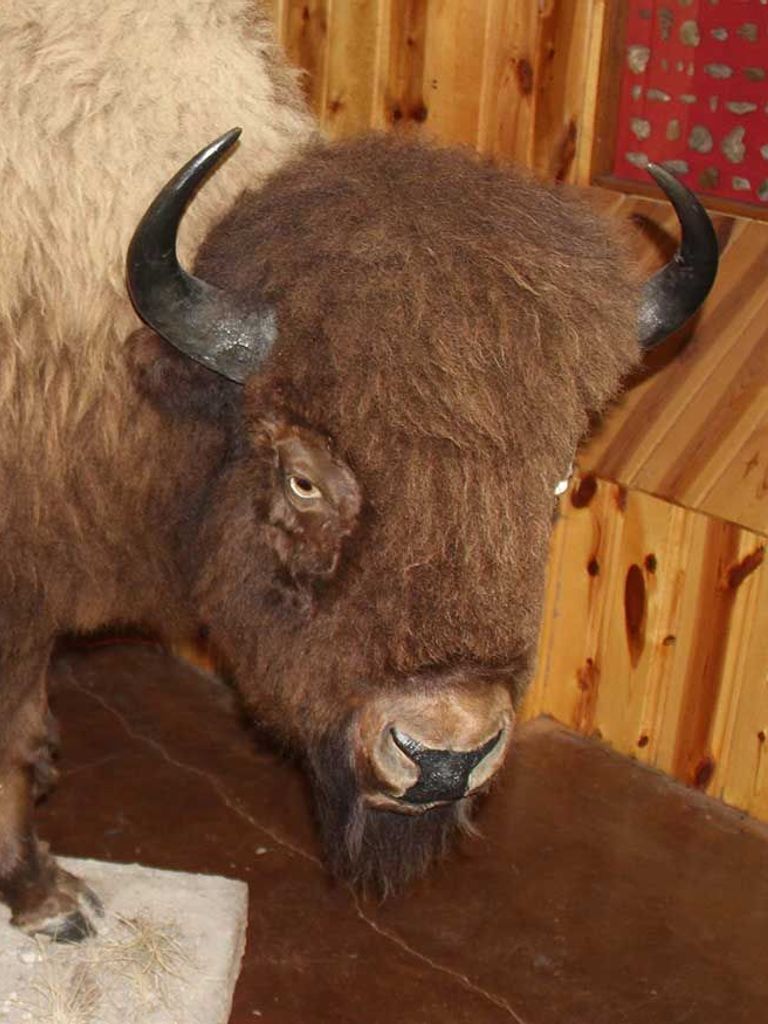 Crazy Horse Memorial® - American Bison Exhibit